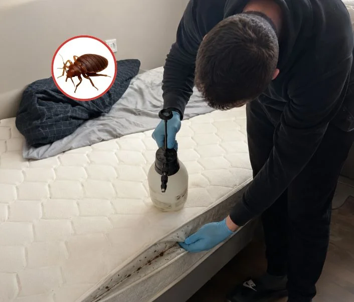 Technicien traitant un matelas contre les punaises de lit à Croissy-sur-Seine